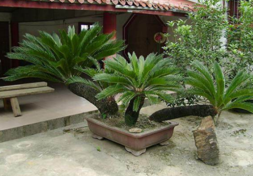 铁树好养吗怎么养长得好 铁树的养殖方法及注意事项看这里