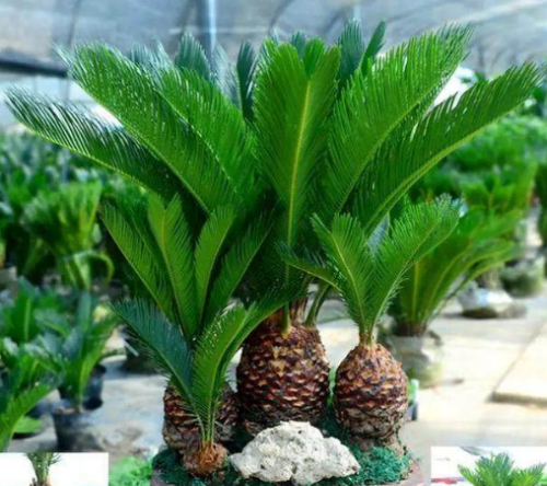 铁树好养吗怎么养长得好 铁树的养殖方法及注意事项看这里