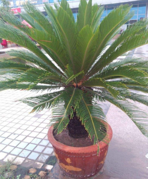 铁树好养吗怎么养长得好 铁树的养殖方法及注意事项看这里