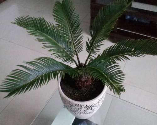 铁树的叶子发黄如何补救 学会这几招铁树叶黄不用愁