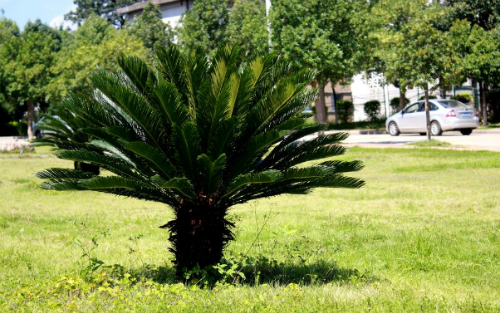 铁树的叶子发黄如何补救 学会这几招铁树叶黄不用愁