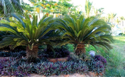 铁树的叶子发黄如何补救 学会这几招铁树叶黄不用愁