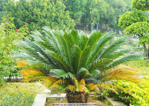 铁树的叶子发黄如何补救 学会这几招铁树叶黄不用愁