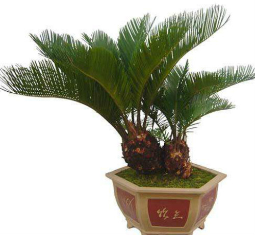 铁树的叶子发黄如何补救 学会这几招铁树叶黄不用愁