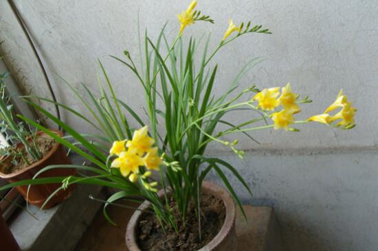 香雪兰有毒吗适合在室内养吗?家养香雪兰需要注意这几点