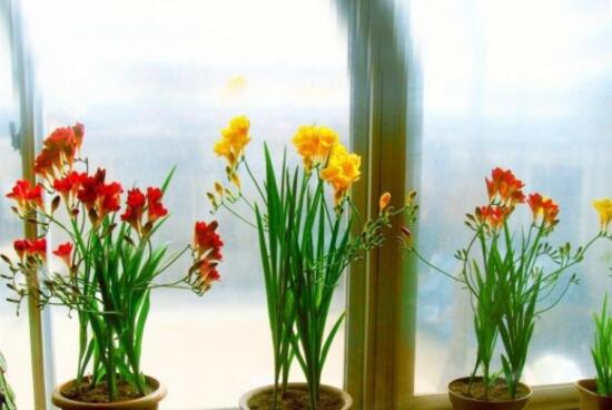 香雪兰有毒吗适合在室内养吗?家养香雪兰需要注意这几点