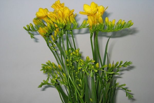 香雪兰有毒吗适合在室内养吗?家养香雪兰需要注意这几点