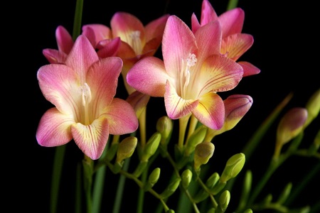 香雪兰有毒吗适合在室内养吗?家养香雪兰需要注意这几点