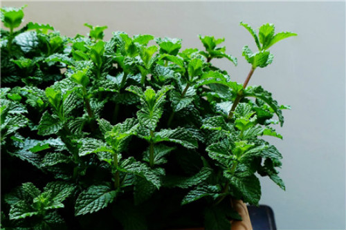 薄荷什么时候开花?薄荷开花后怎么处理你学会了吗