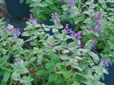 薄荷什么时候开花?薄荷开花后怎么处理你学会了吗