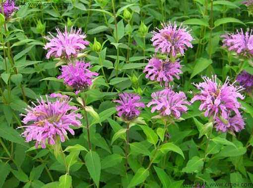 薄荷什么时候开花?薄荷开花后怎么处理你学会了吗