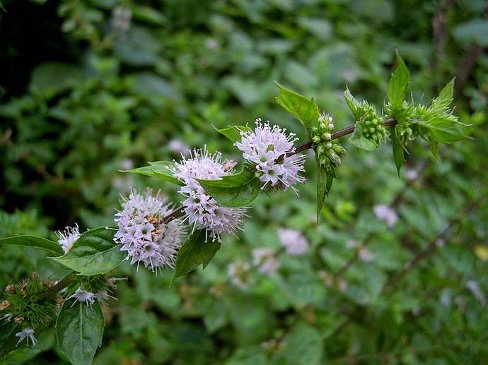 薄荷什么时候开花?薄荷开花后怎么处理你学会了吗