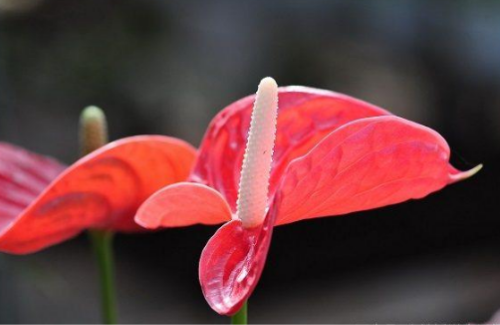 红掌可以放在卧室吗 家养红掌的注意事项你不得不看