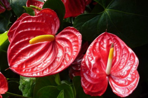 红掌可以放在卧室吗 家养红掌的注意事项你不得不看