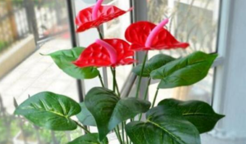 红掌可以放在卧室吗 家养红掌的注意事项你不得不看