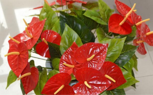 红掌可以放在卧室吗 家养红掌的注意事项你不得不看