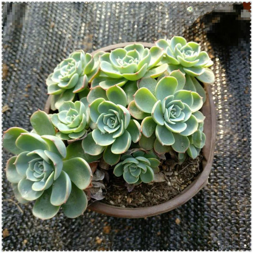 玉蝶怎么养容易爆盆 记住这几点多肉玉蝶越长越旺盛