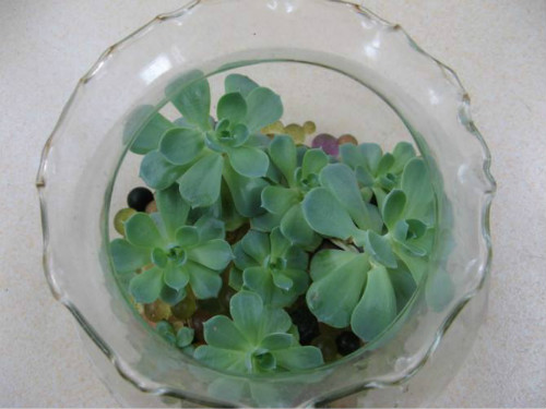 玉蝶怎么养容易爆盆 记住这几点多肉玉蝶越长越旺盛