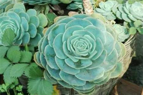 玉蝶怎么养容易爆盆 记住这几点多肉玉蝶越长越旺盛