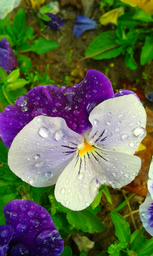三色堇什么时候开花 三色堇不开花原因及解决方法看这里