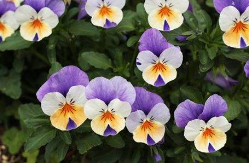 三色堇什么时候开花 三色堇不开花原因及解决方法看这里