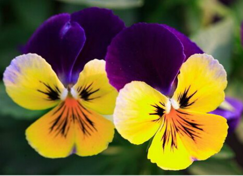 三色堇什么时候开花 三色堇不开花原因及解决方法看这里