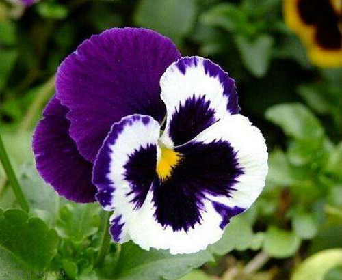 三色堇什么时候开花 三色堇不开花原因及解决方法看这里