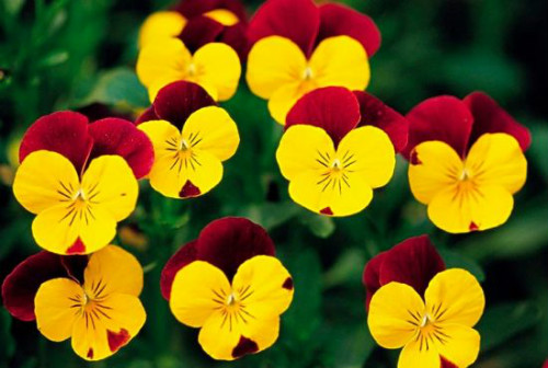 三色堇什么时候开花 三色堇不开花原因及解决方法看这里