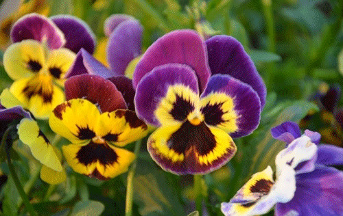 三色堇什么时候开花 三色堇不开花原因及解决方法看这里