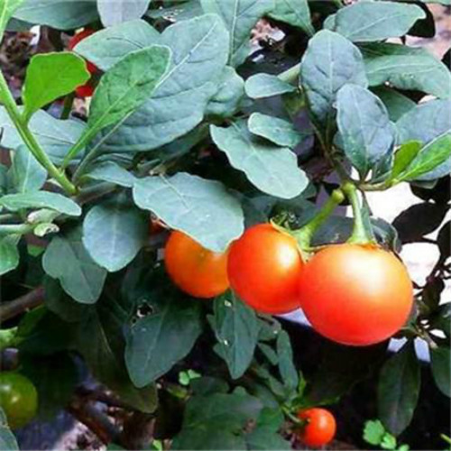 冬珊瑚有毒吗能吃吗 家养冬珊瑚需要注意以下问题