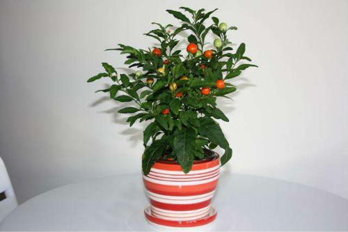 冬珊瑚有毒吗能吃吗 家养冬珊瑚需要注意以下问题