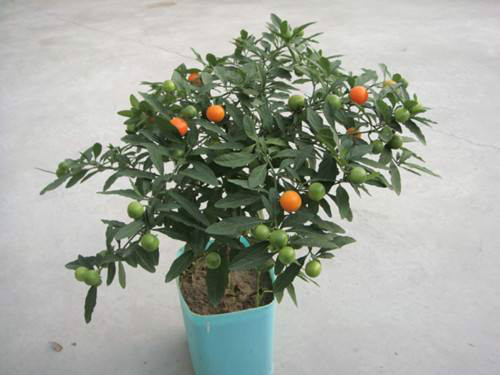 冬珊瑚有毒吗能吃吗 家养冬珊瑚需要注意以下问题