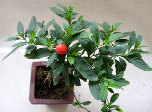 冬珊瑚有毒吗能吃吗 家养冬珊瑚需要注意以下问题