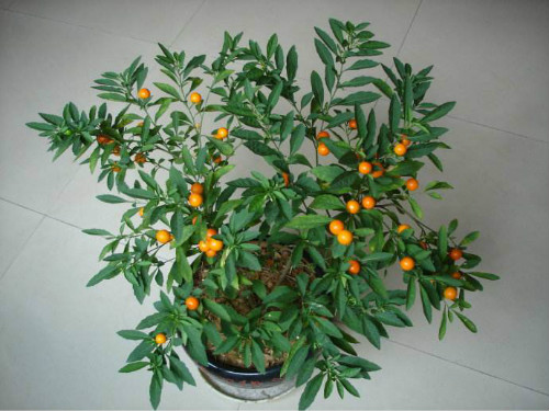 冬珊瑚有毒吗能吃吗 家养冬珊瑚需要注意以下问题