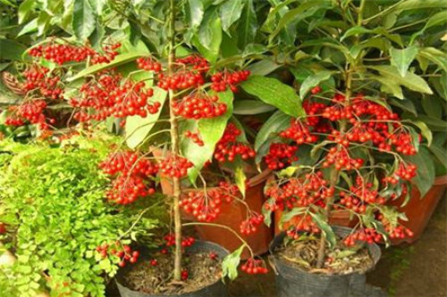 富贵籽什么时候开花 富贵籽开花不结果原因在这里