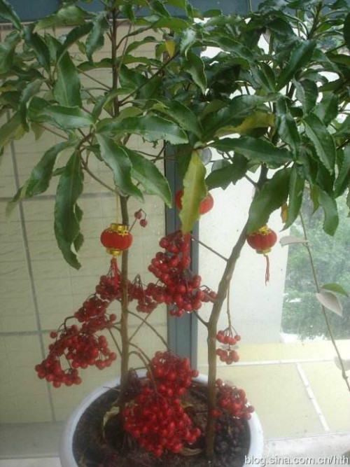 富贵籽什么时候开花 富贵籽开花不结果原因在这里