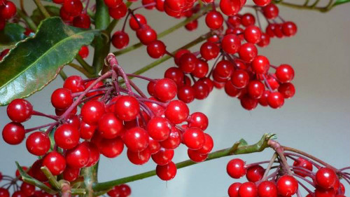 富贵籽什么时候开花 富贵籽开花不结果原因在这里