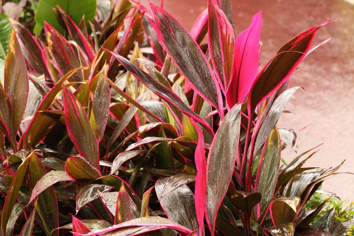 Ҷ콶ķˮ  Ҷ콶ʺϼˮɽ