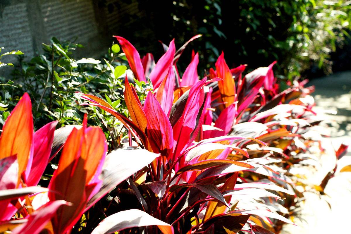 Ҷ콶ķˮ  Ҷ콶ʺϼˮɽ