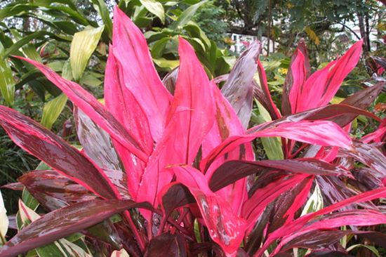 Ҷ콶ķˮ  Ҷ콶ʺϼˮɽ