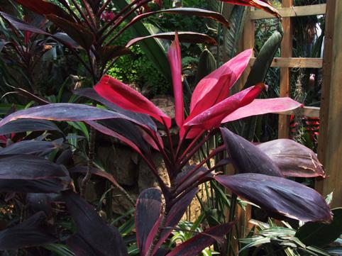 Ҷ콶ķˮ  Ҷ콶ʺϼˮɽ