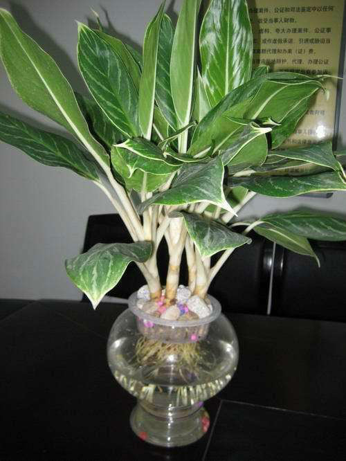 ��ѩ����ֲ���ж��� ������ѩ����������Ҫע����Щ����