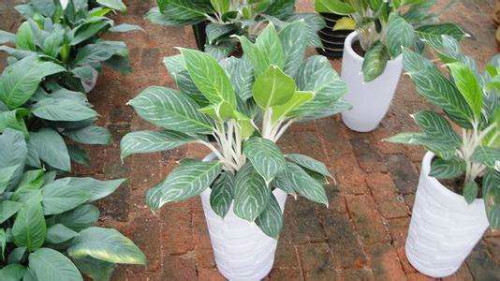 ��ѩ����ֲ���ж��� ������ѩ����������Ҫע����Щ����