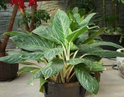 ��ѩ����ֲ���ж��� ������ѩ����������Ҫע����Щ����