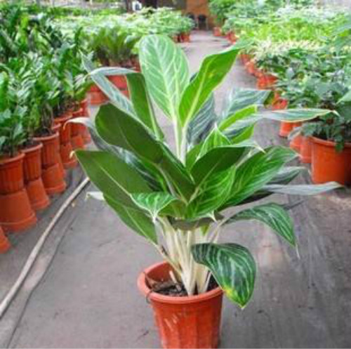 ��ѩ����ֲ���ж��� ������ѩ����������Ҫע����Щ����