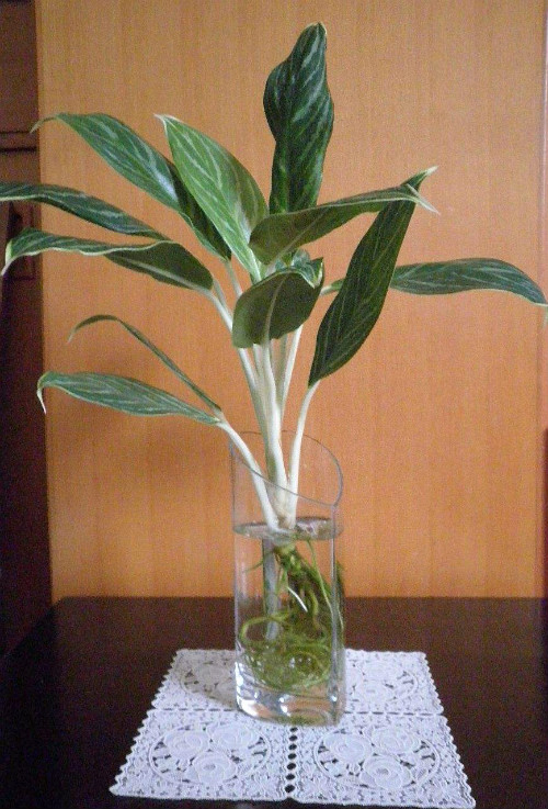 ��ѩ����ֲ���ж��� ������ѩ����������Ҫע����Щ����