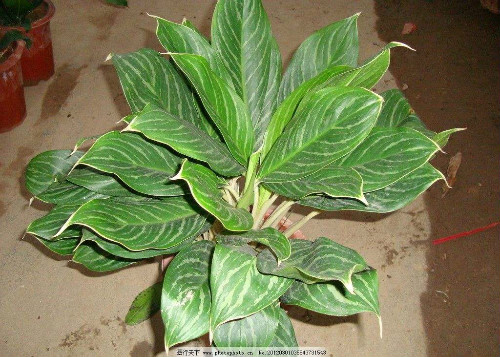 白雪公主万年青的风水寓意好吗 白雪公主植物风水摆放禁忌