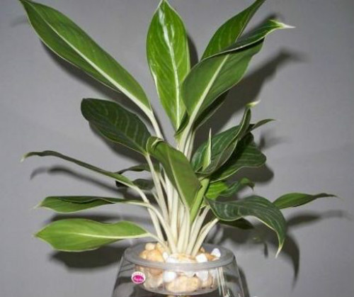 白雪公主万年青的风水寓意好吗 白雪公主植物风水摆放禁忌