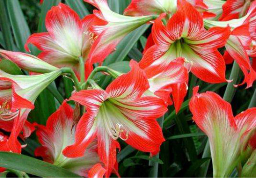 对兰什么时候开花 对兰不开花什么原因及解决方法如下