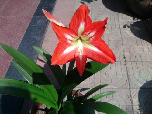 对兰什么时候开花 对兰不开花什么原因及解决方法如下